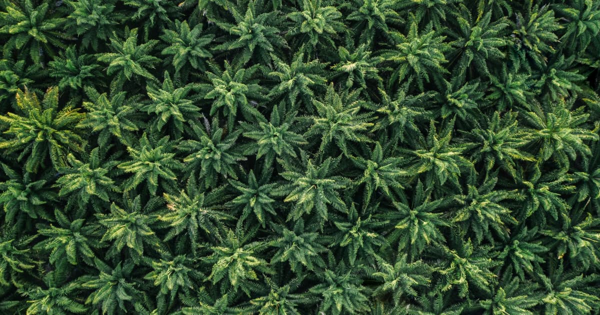 Carolindica Wins Five First Place Awards in 2025 GreenState Consumers' Choice Awards