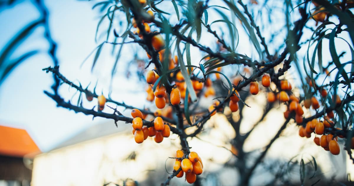 BioAdaptives' Cognitive Supplement Receives WADA-Compliant Certification, Opening Doors to Professional Sports Markets